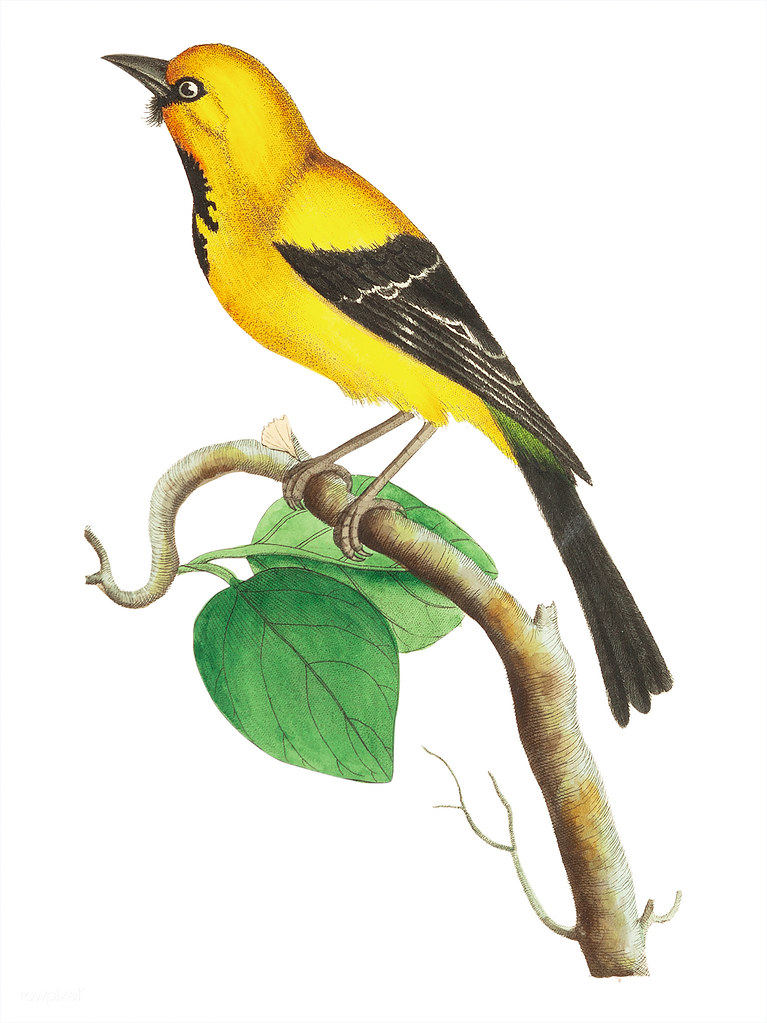 yellow bird illustration