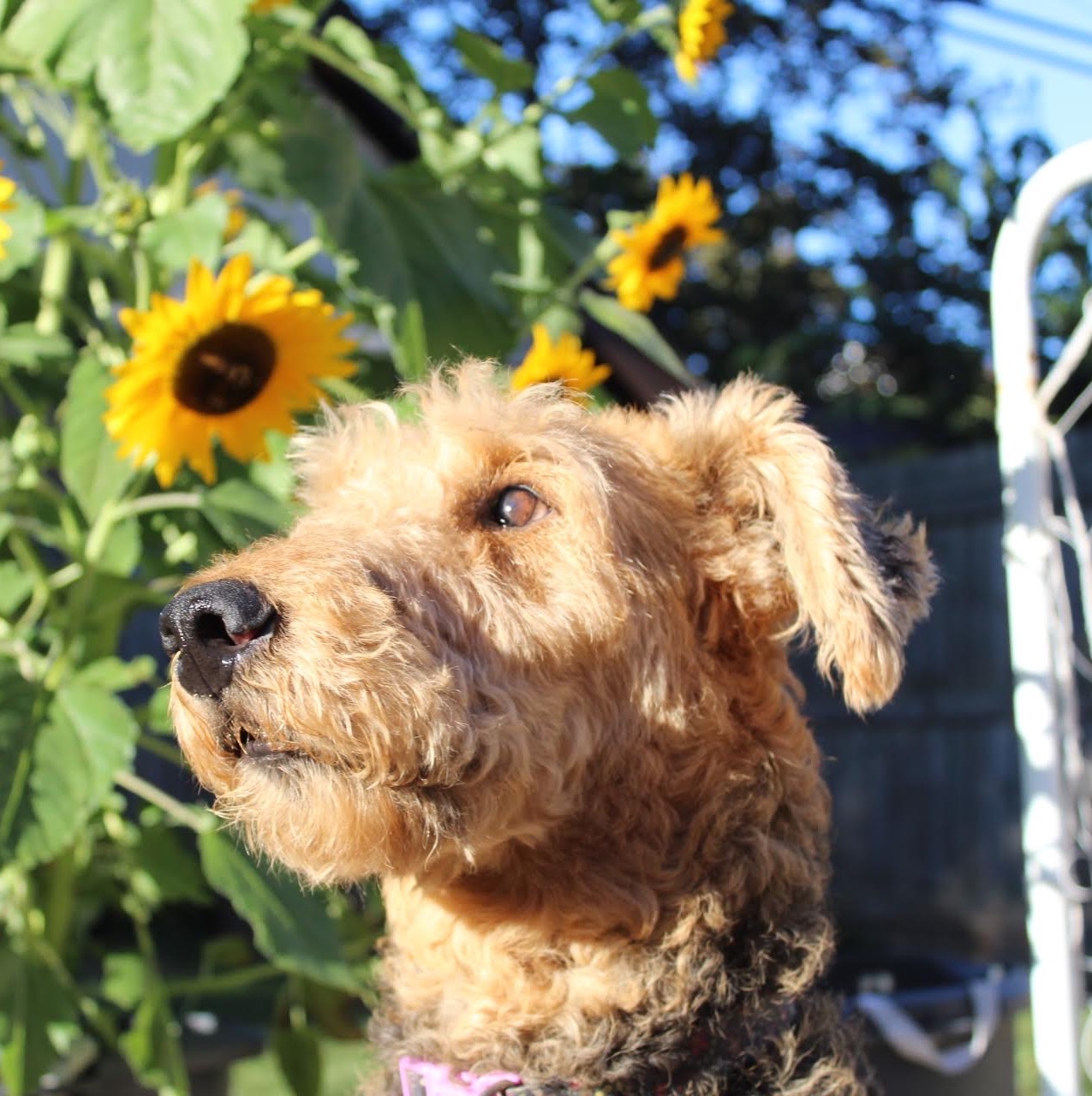 Our old dog - Fiona.