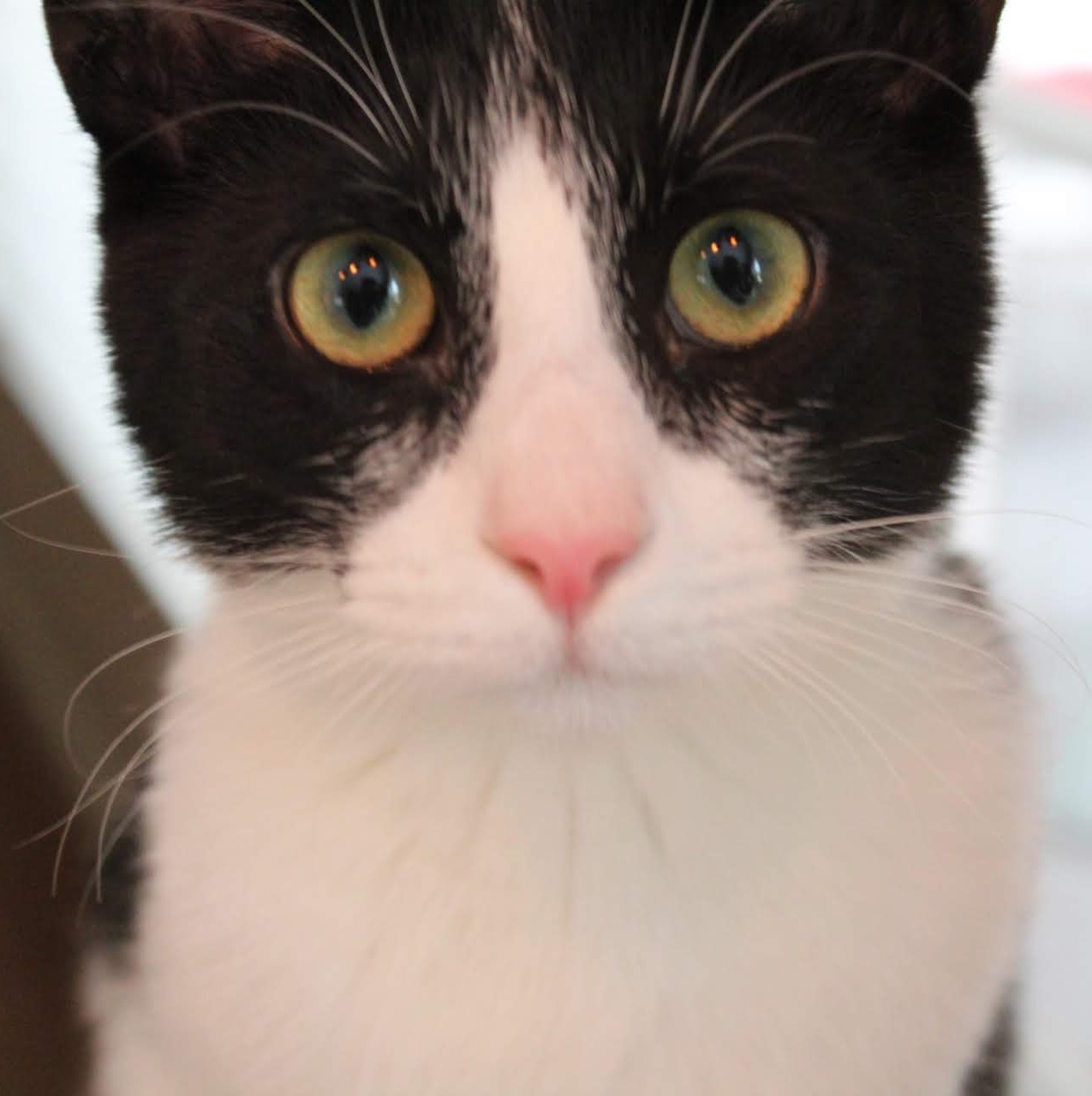 My black and white cat - Gene.