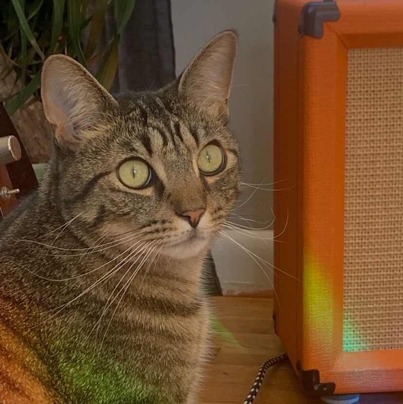 My brown cat - Louise. 