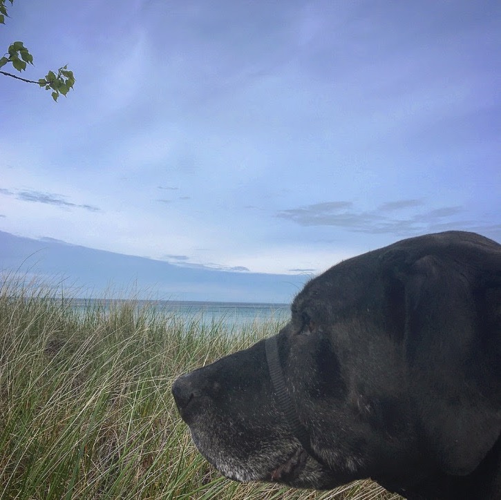 Our old black dog - Roo. 